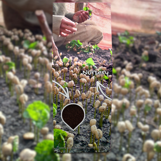 Guatemala SO Beancoming Collection