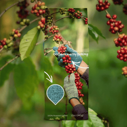 Colombia SO Beancoming Collection