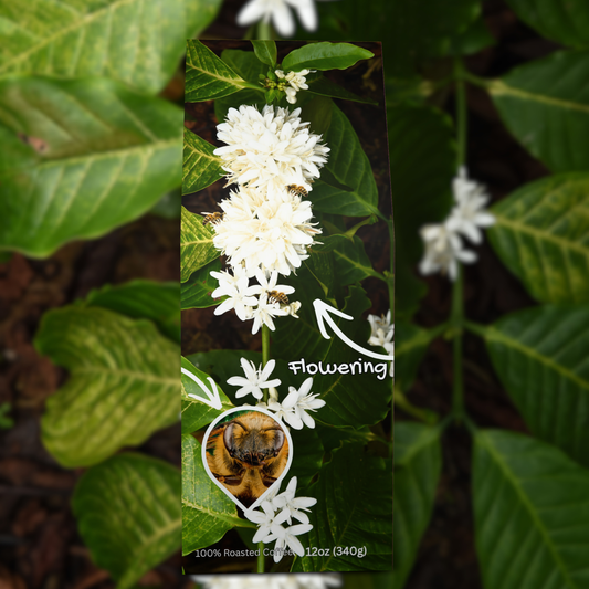 Ethiopia SO Beancoming Collection